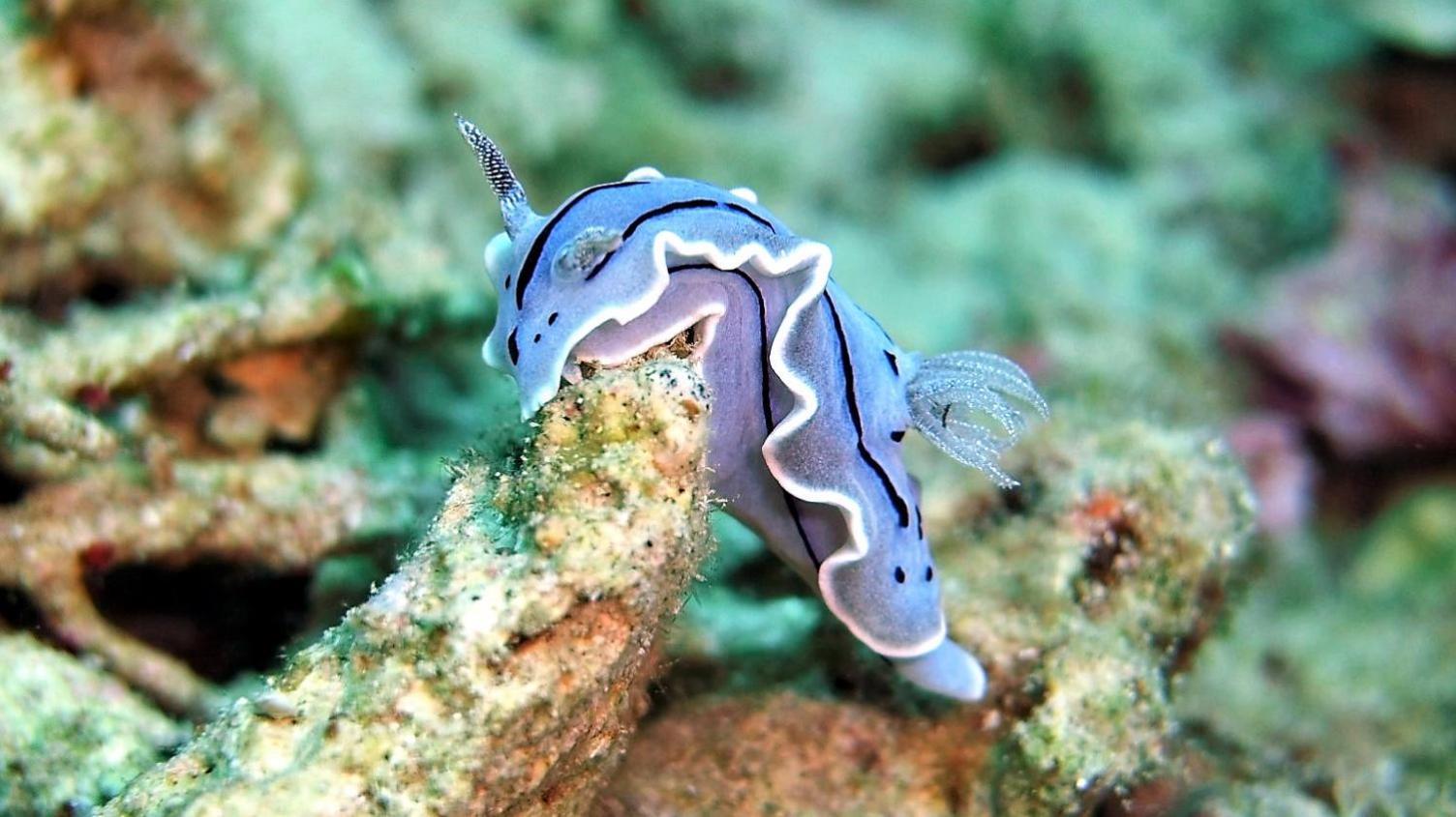 Bunaken Sea Garden Resort Dış mekan fotoğraf