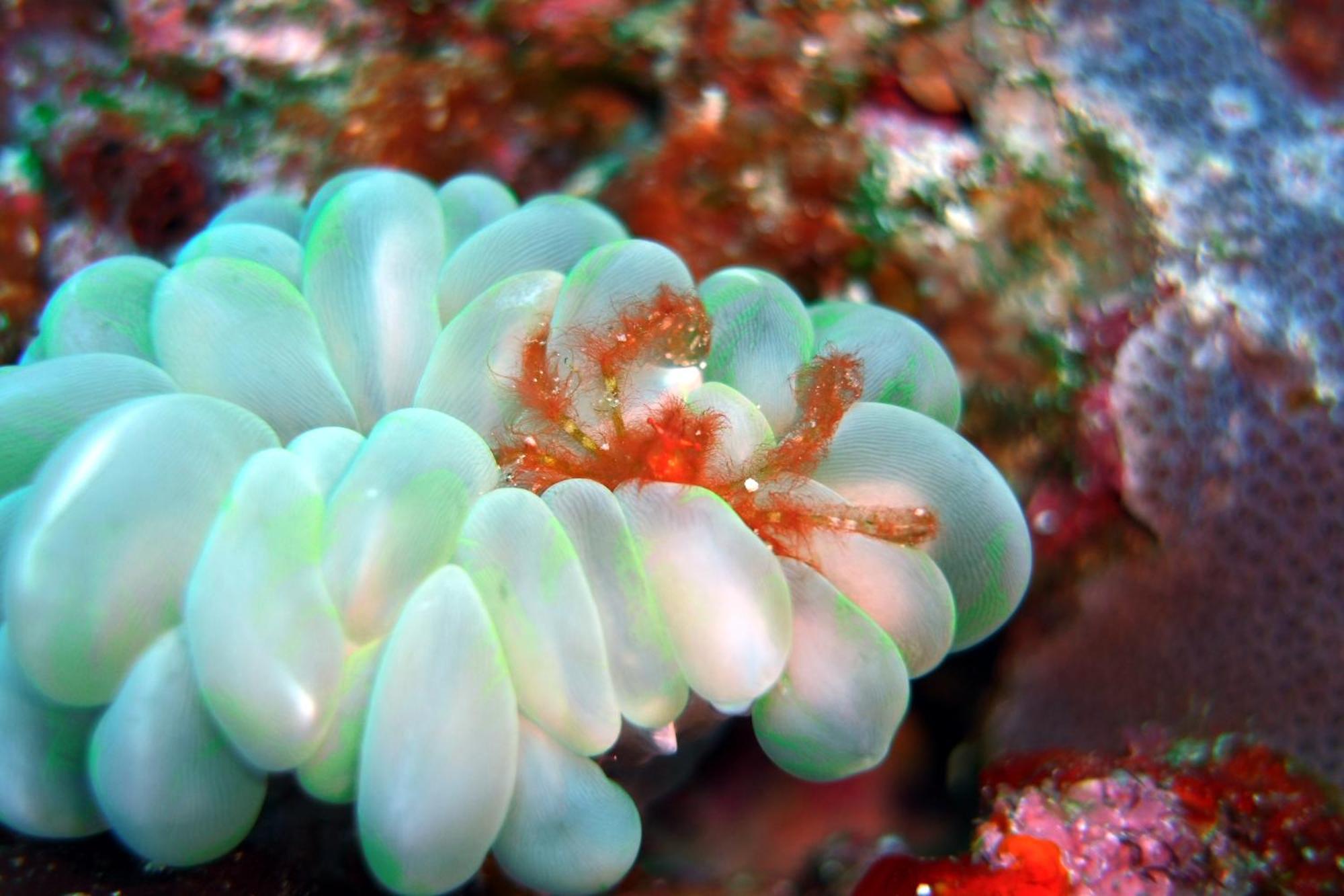 Bunaken Sea Garden Resort Dış mekan fotoğraf