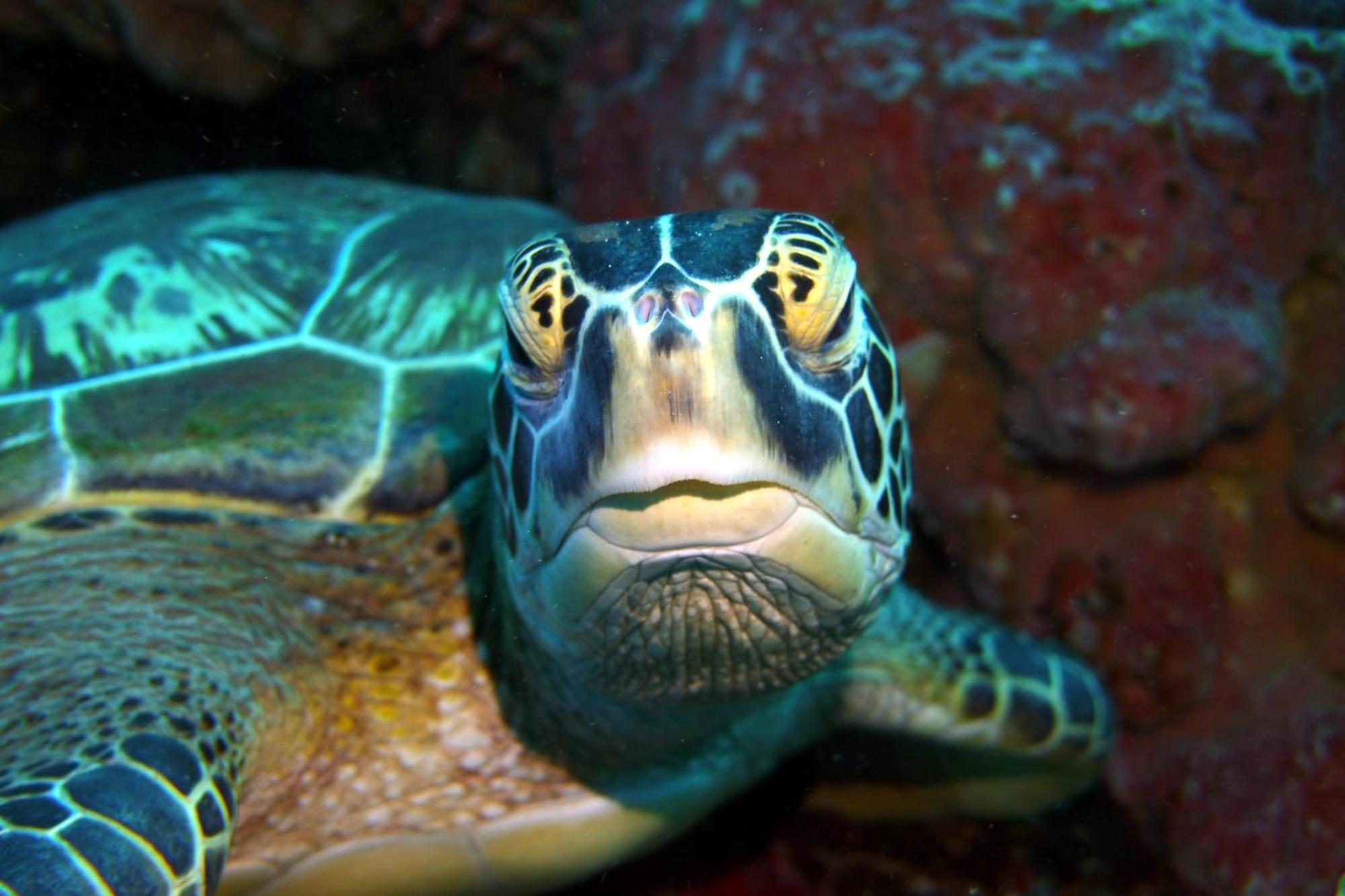 Bunaken Sea Garden Resort Dış mekan fotoğraf