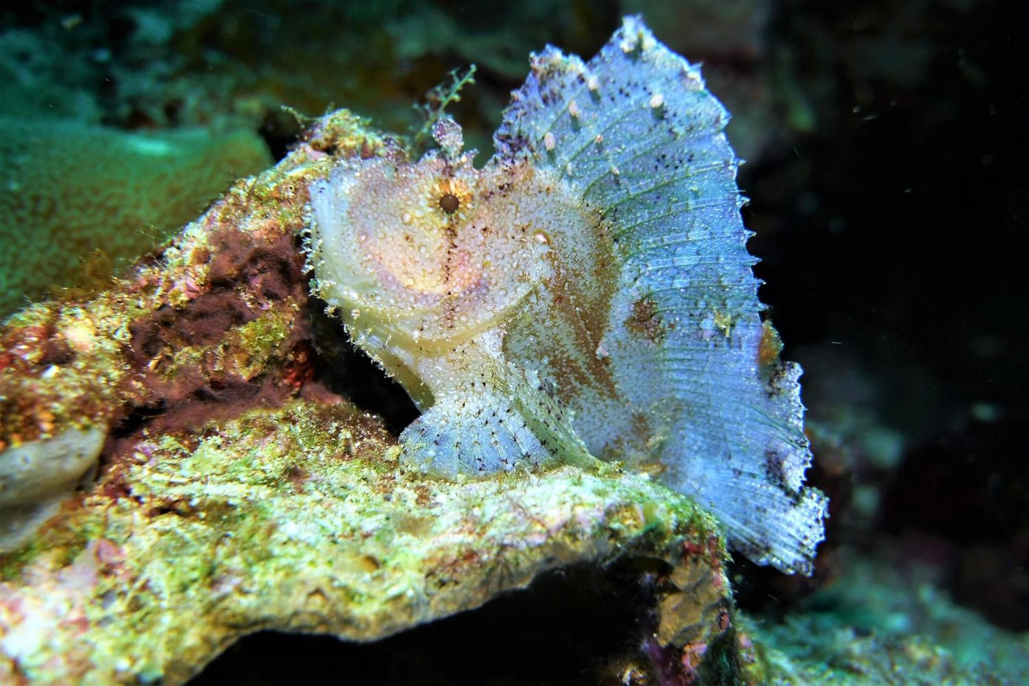 Bunaken Sea Garden Resort Dış mekan fotoğraf