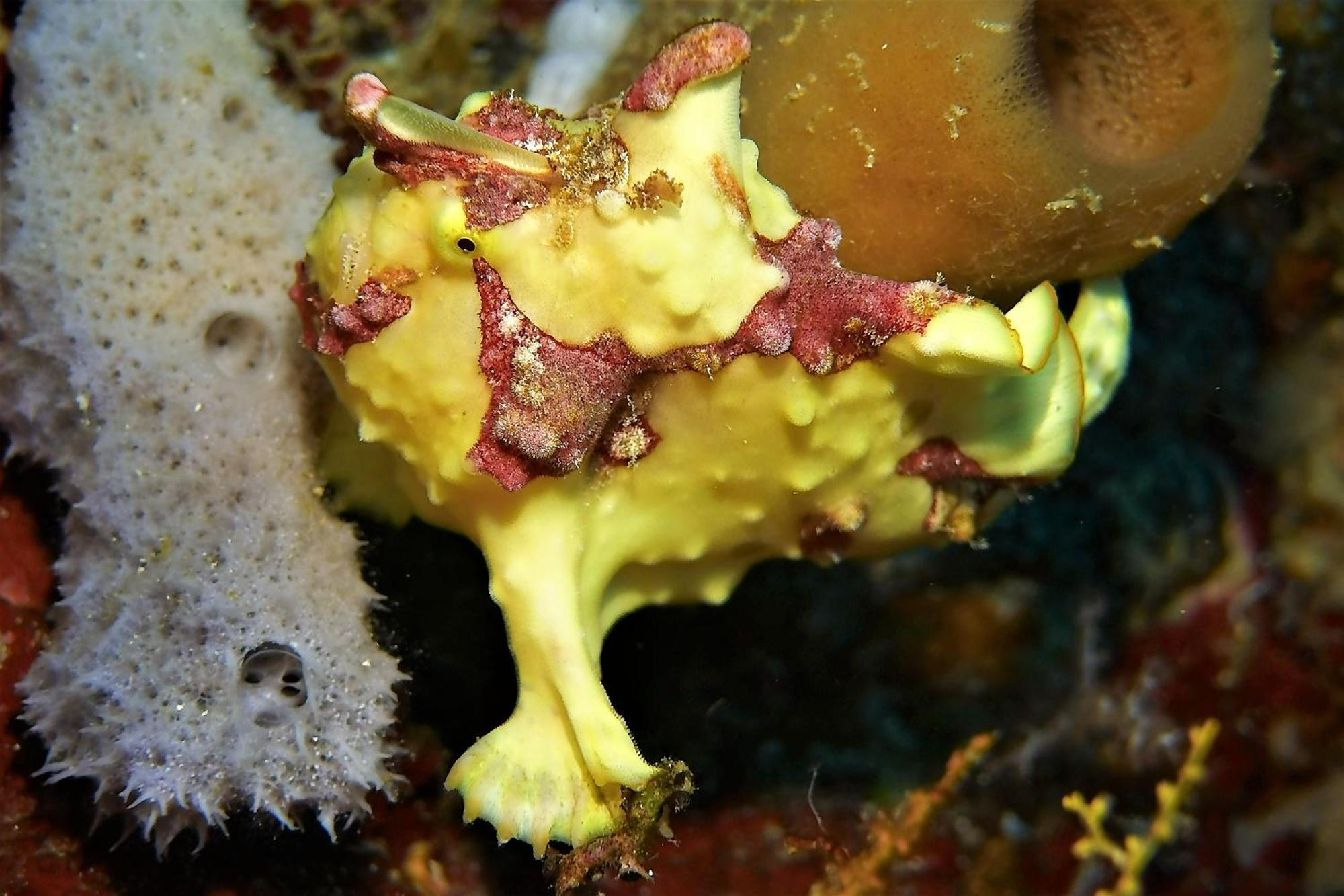 Bunaken Sea Garden Resort Dış mekan fotoğraf