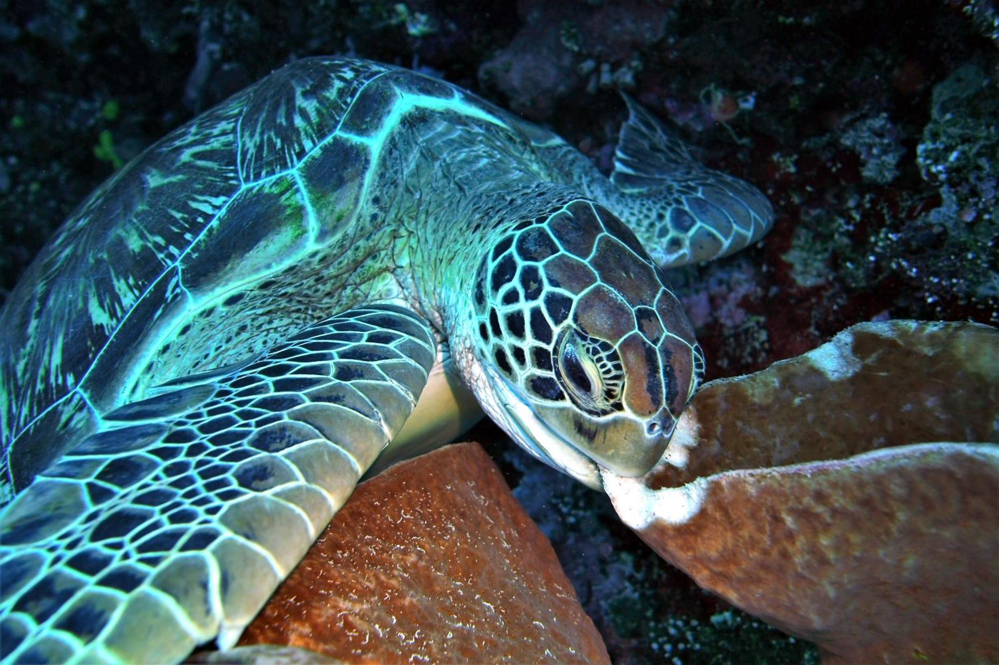 Bunaken Sea Garden Resort Dış mekan fotoğraf