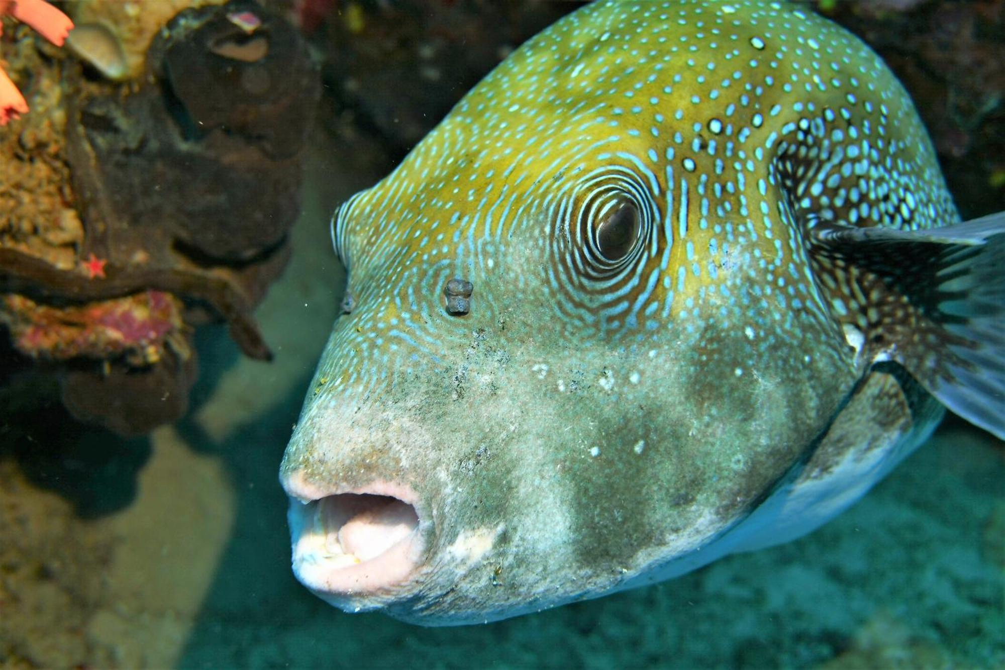 Bunaken Sea Garden Resort Dış mekan fotoğraf