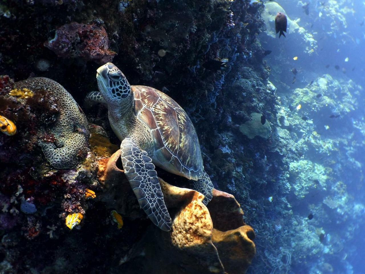 Bunaken Sea Garden Resort Dış mekan fotoğraf