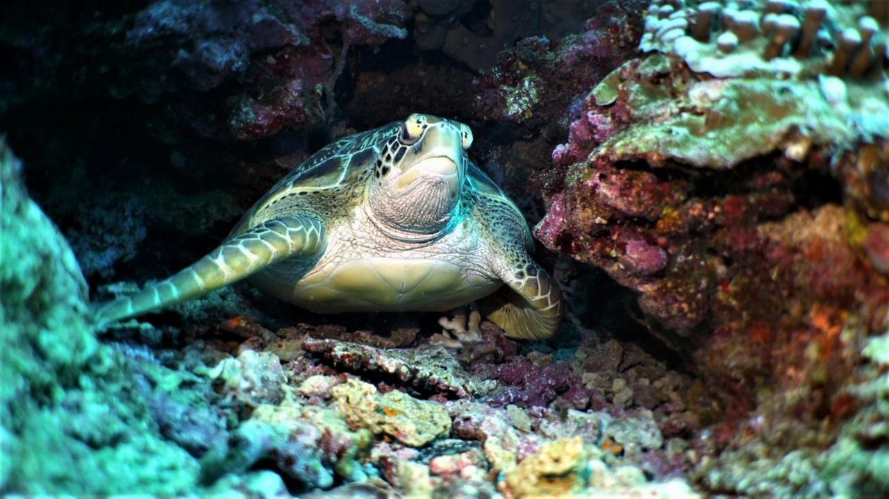 Bunaken Sea Garden Resort Dış mekan fotoğraf